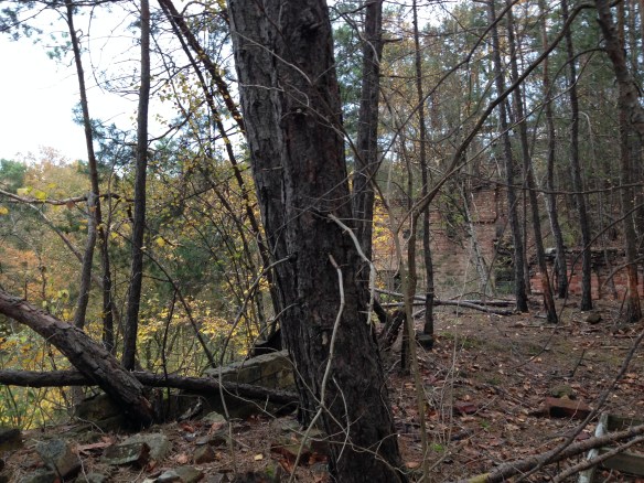 What looks like a forest is really the roof of a five story concrete building, taken over by nature.